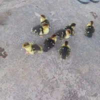 جوجه اردک اسراعیلی