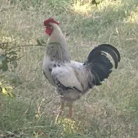 خروس یک ساله جوان