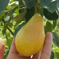 نهال مقاوم به یخبندان های شدید
