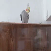 عروس هلندی نرمست و کاملا سالم