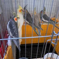 پرنده