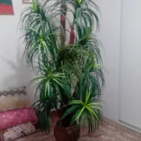 درختچه نخل مصنوعی