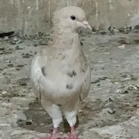 لیموی دم