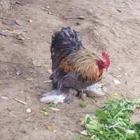 خروس کوشین اصل