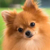 سگ پامر مینیاتوری فروش فوری