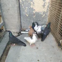 کبوتر ماده
