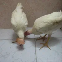 دوعدد جوجه خروس باهم