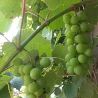 غوره مخصوص آبگیری
