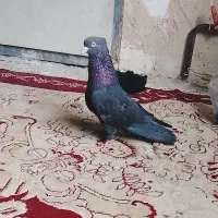 کفتر مفت فوری