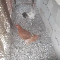 مرغ