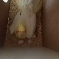 جفت عروس هلندی بالغ و کارکرده سالم