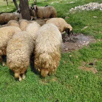 ورن|حیوانات مزرعه|گوآور, |دیوار