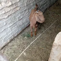 کره ماده