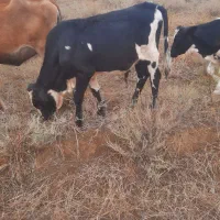 ۳ عدد گوساله