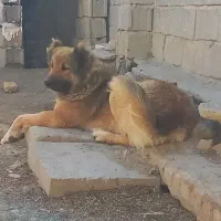 سگ نگهبان