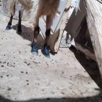 بز پر شیر