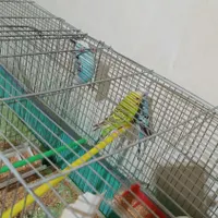 مرغ عشق|پرنده|اردبیل, |دیوار