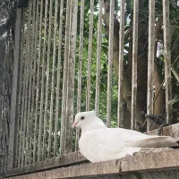 پرنده