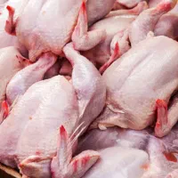 کارگر برای قطعه بندی مرغ
