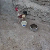 سه عدد خروس سالم وسرحال