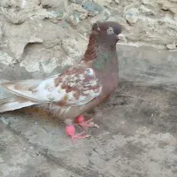 کبوتر