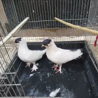 کبوتر هملت زیبا و نژاد اصیل