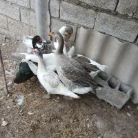 ماکیان