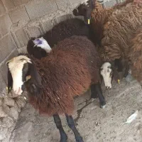 میش و بره شال