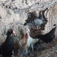 جوجه دورگ|پرنده|آشخانه, |دیوار