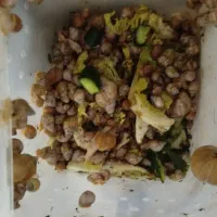 حلزون مولد و بچه بفروش میرسد