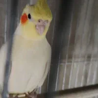 عروس هلندی نر وماده