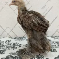 جوجه برهما