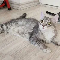 بچه گربه