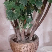 درختچه خارجی