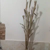 3عدد آباژور