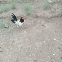 یک عدد خروس لاکنولدر یک عدد