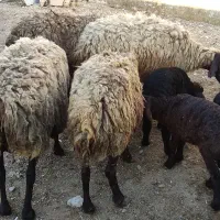 گوسفند میش بره دار درجه یک