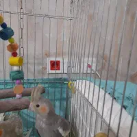 جوجه عروس هلندی