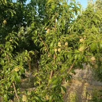 باغ-شهری