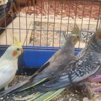 فروش جوجه عروس هلندی