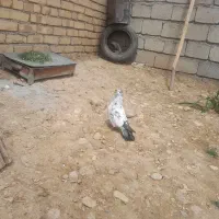 کبوتر|پرنده|داران, |دیوار