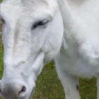 واگذاری خر سفیده ماده گله ای به شرط باضمانت جوان
