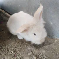 خرگوش