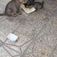 واگذاری بچه گربه