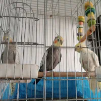 عروس هلندی مولد