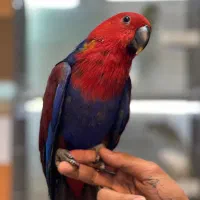 طوطی کاسکو گرینچیک راهب اکلکتوس آمازون