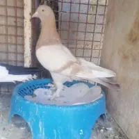 کفتر سوسنی کرم ماده خوشگل ۵۰۰
