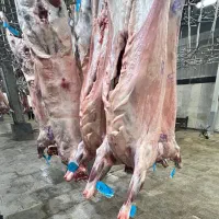 لاشه بره نرینه