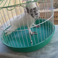 طوقی نر هفت رنگ