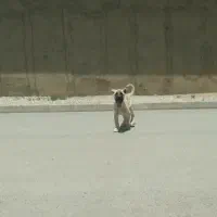 توله سرابی 6دنگ